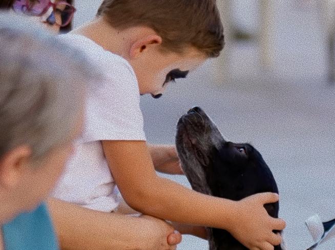 Niño acariciando un perro negro